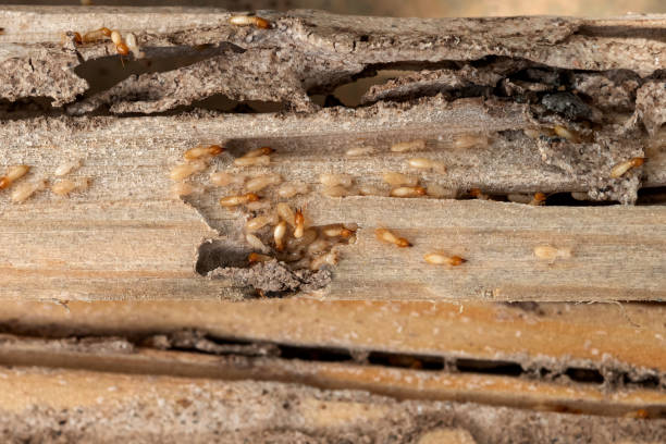 Best Affordable Pest Control Services  in North Haverhill, NH